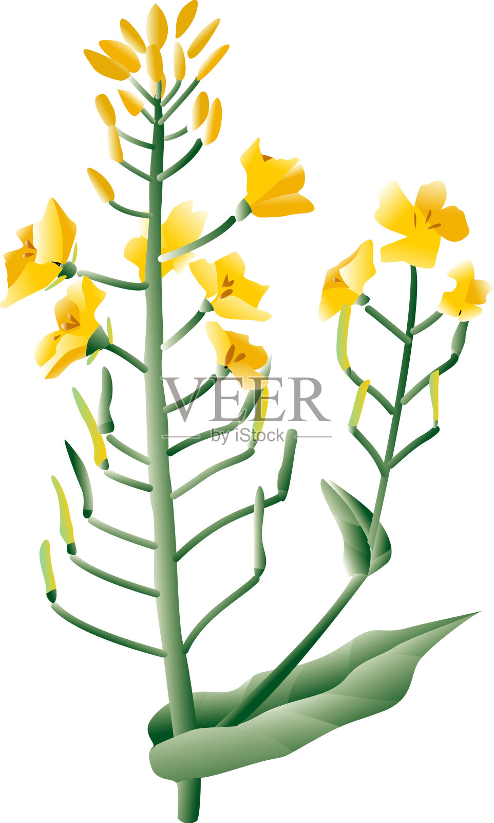 油菜花花朵插画图片素材