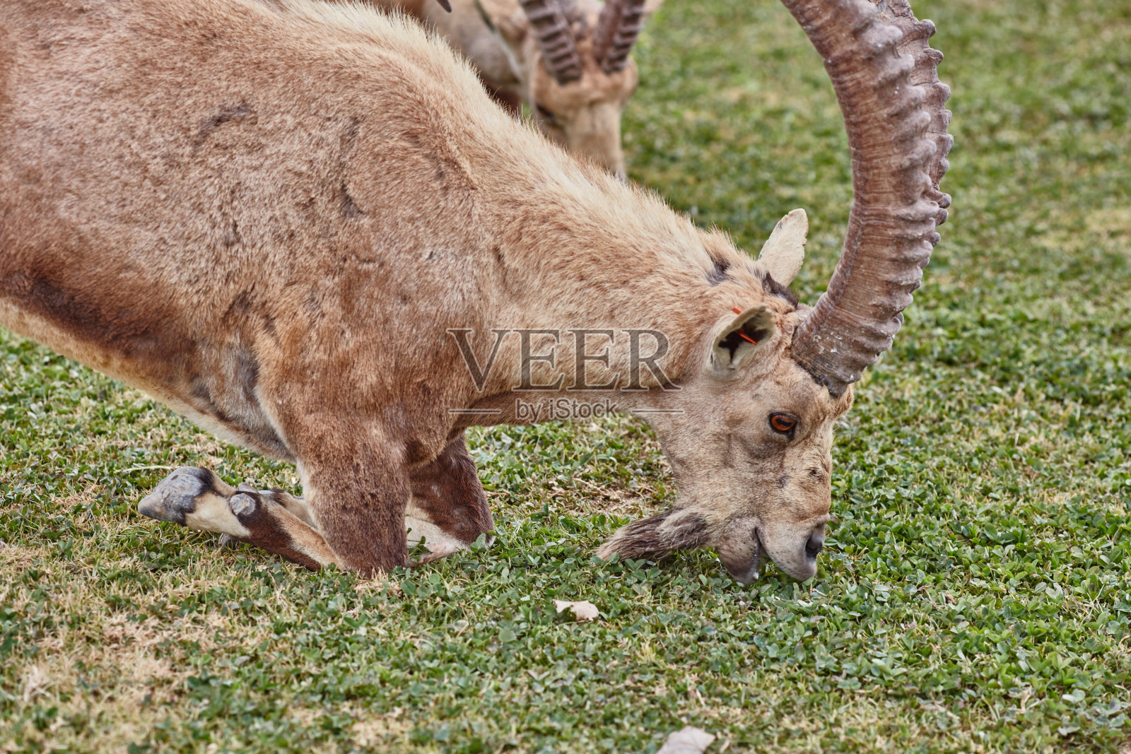 以色列赞普雷蒙的伊比照片摄影图片