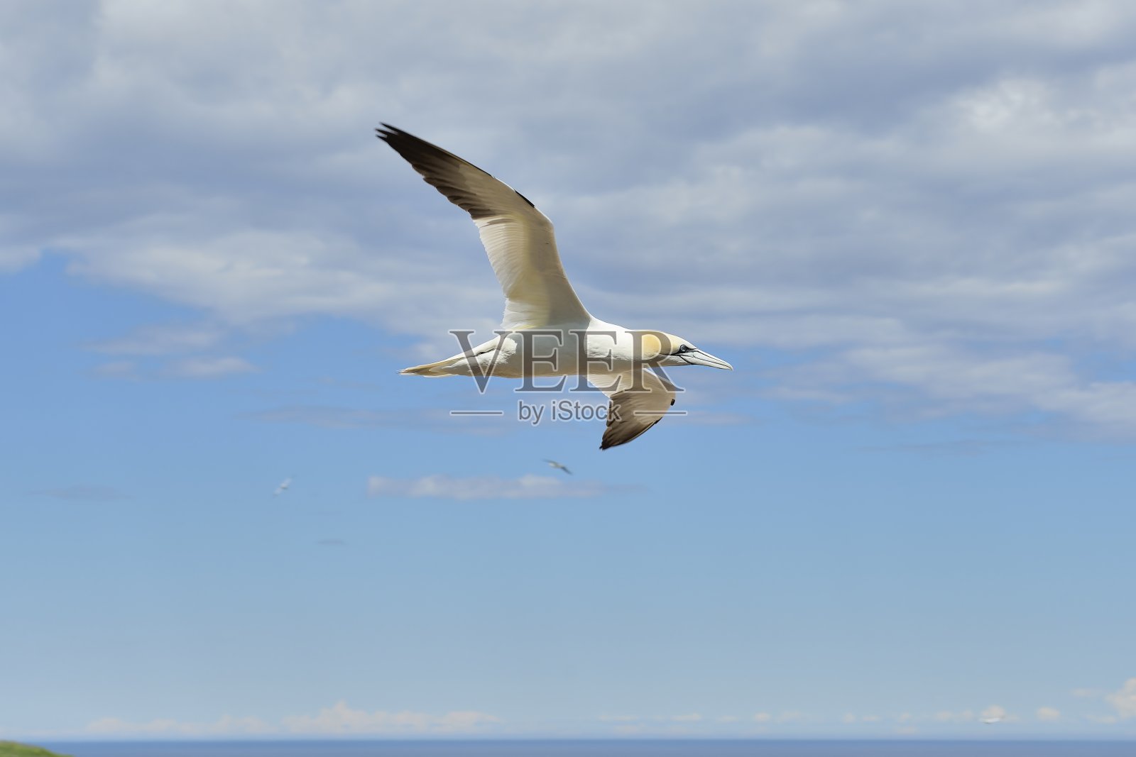 塘鹅的傻瓜照片摄影图片