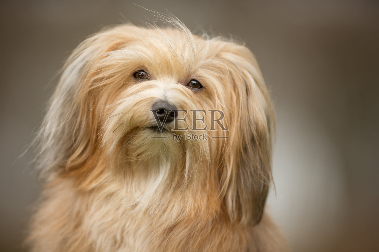 比熊哈瓦那犬照片摄影图片