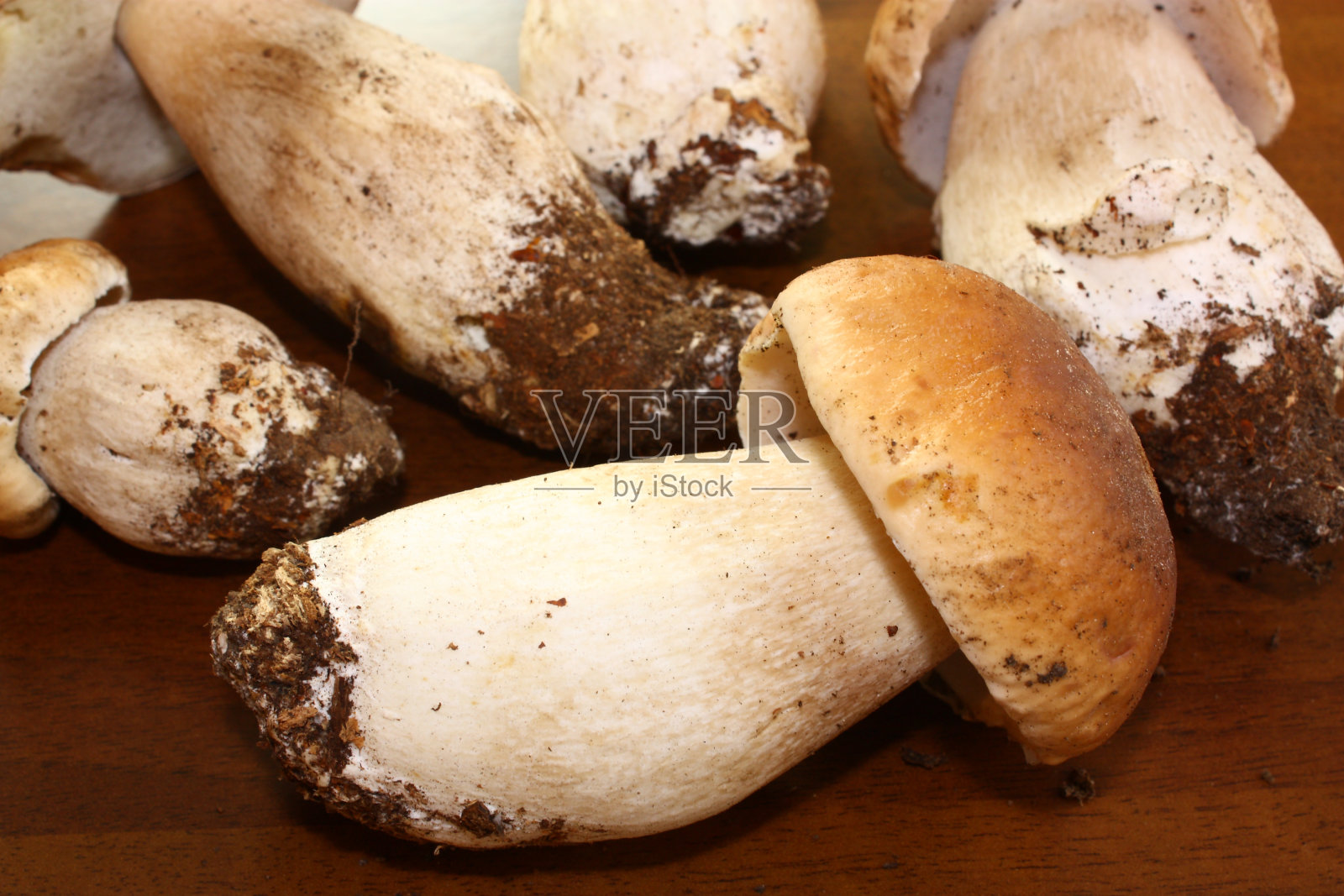 森林香菇采收照片摄影图片