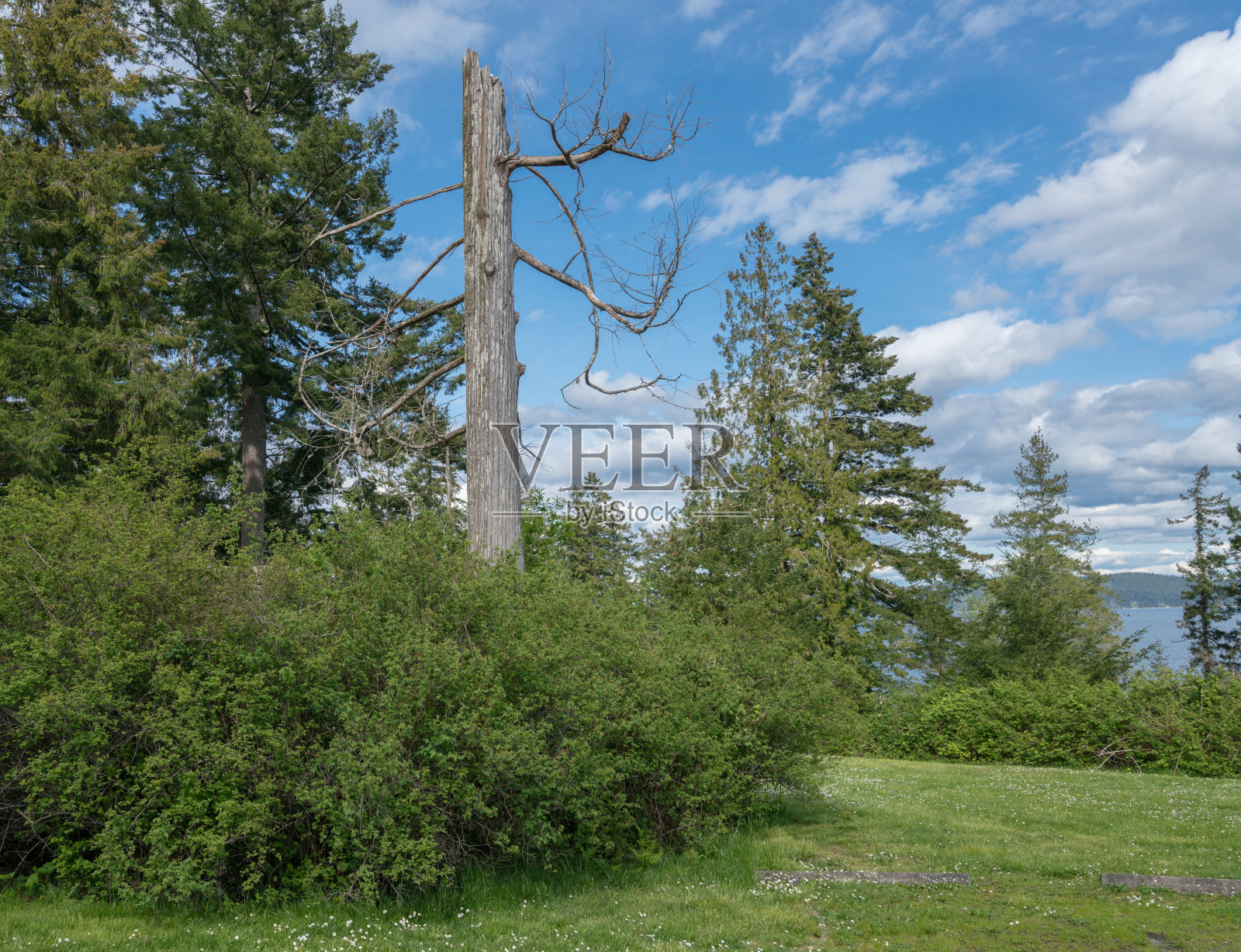 公园里的枯树照片摄影图片