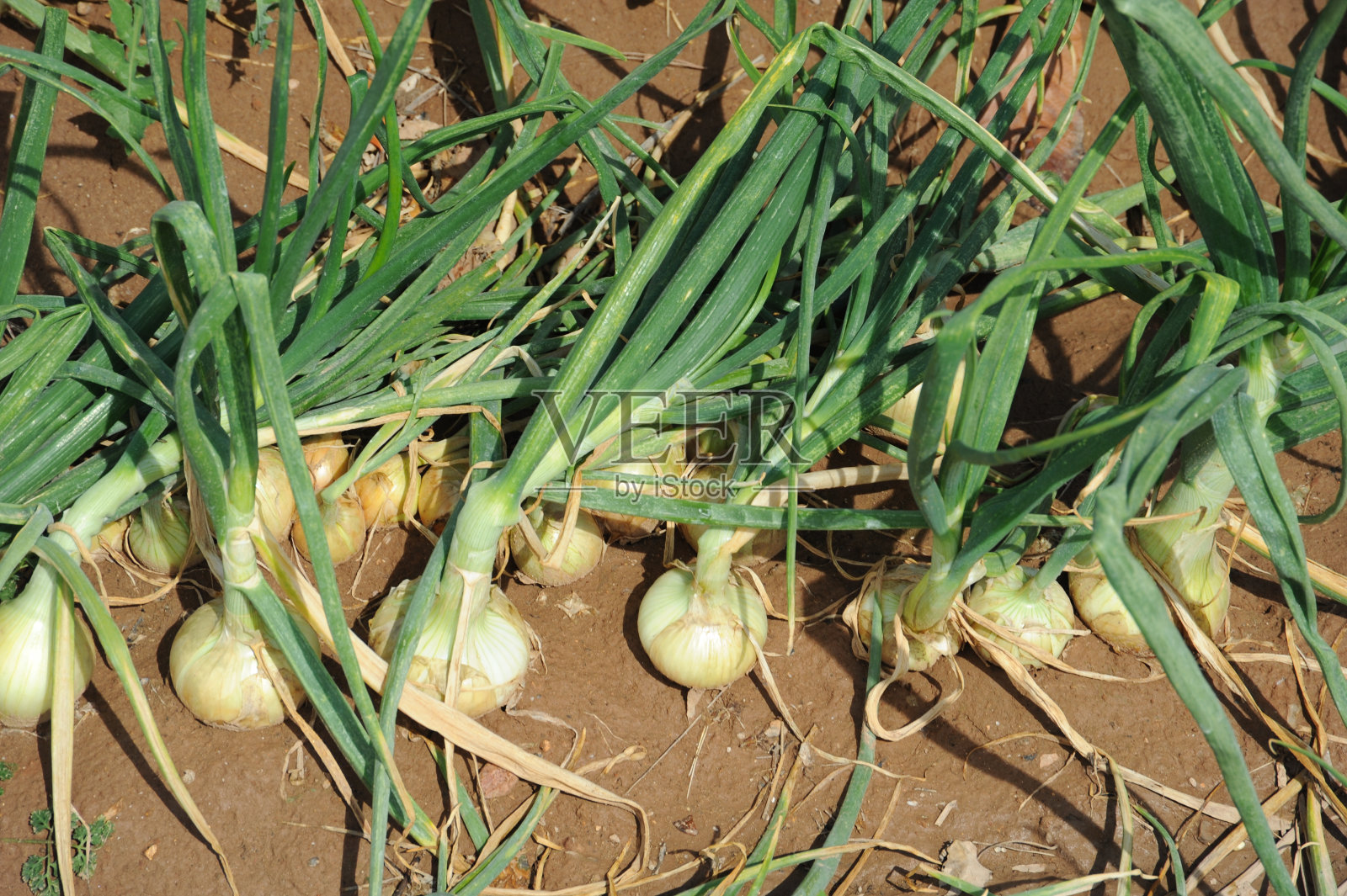 西班牙田地里的洋葱照片摄影图片