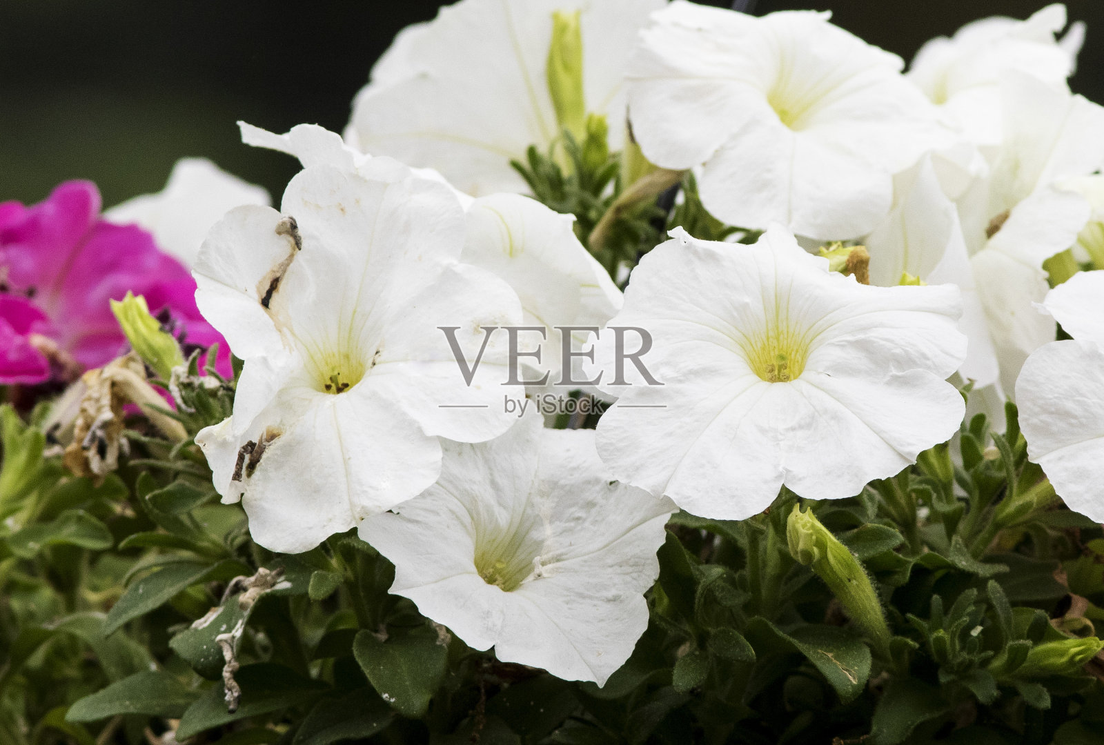 纸白照片摄影图片