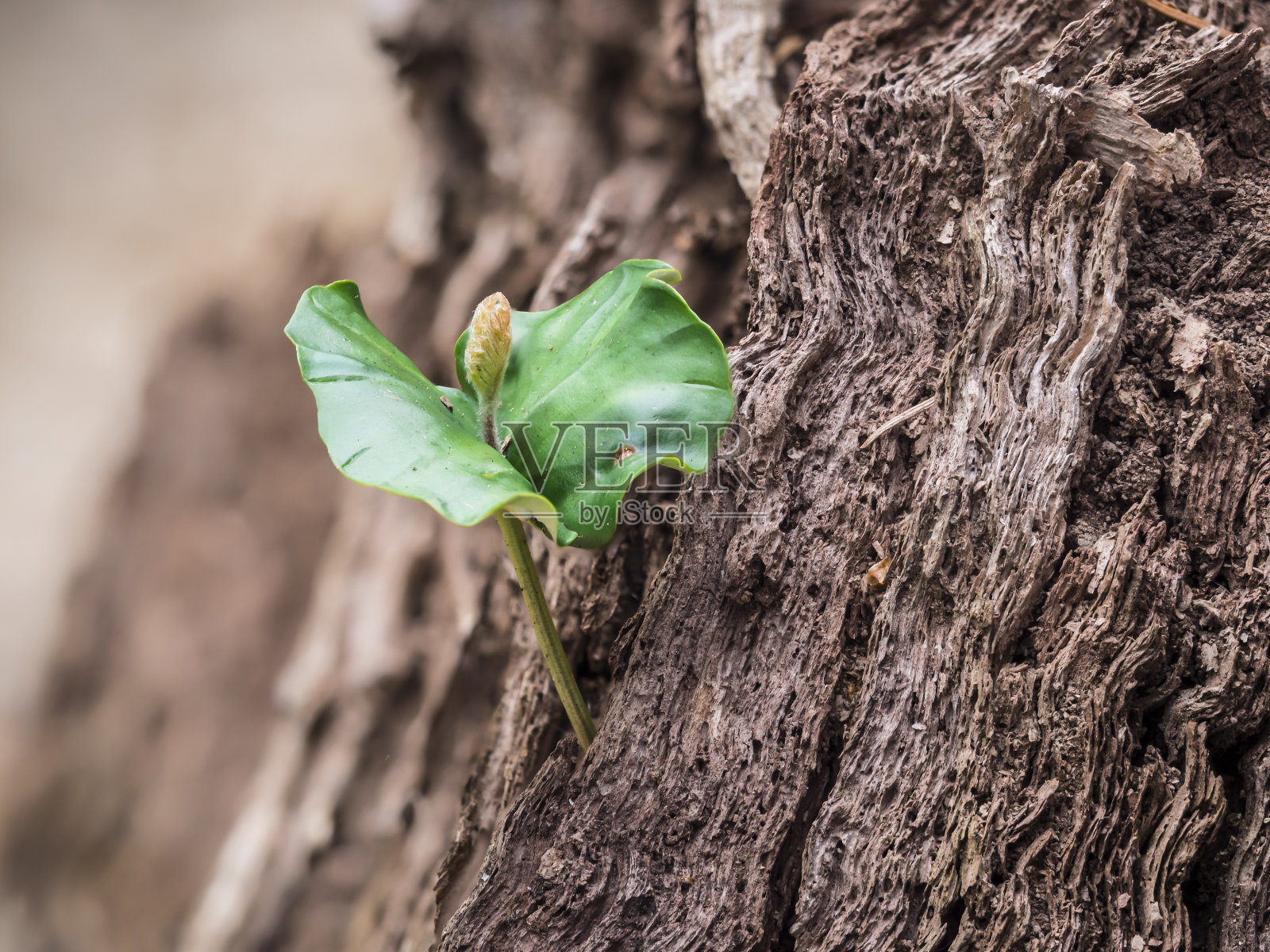 根茎上的山毛榉胚芽照片摄影图片