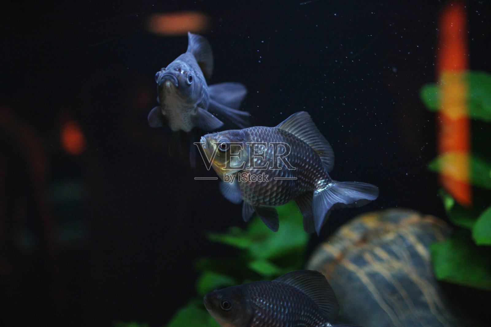 金鱼的蓝色扇尾照片摄影图片