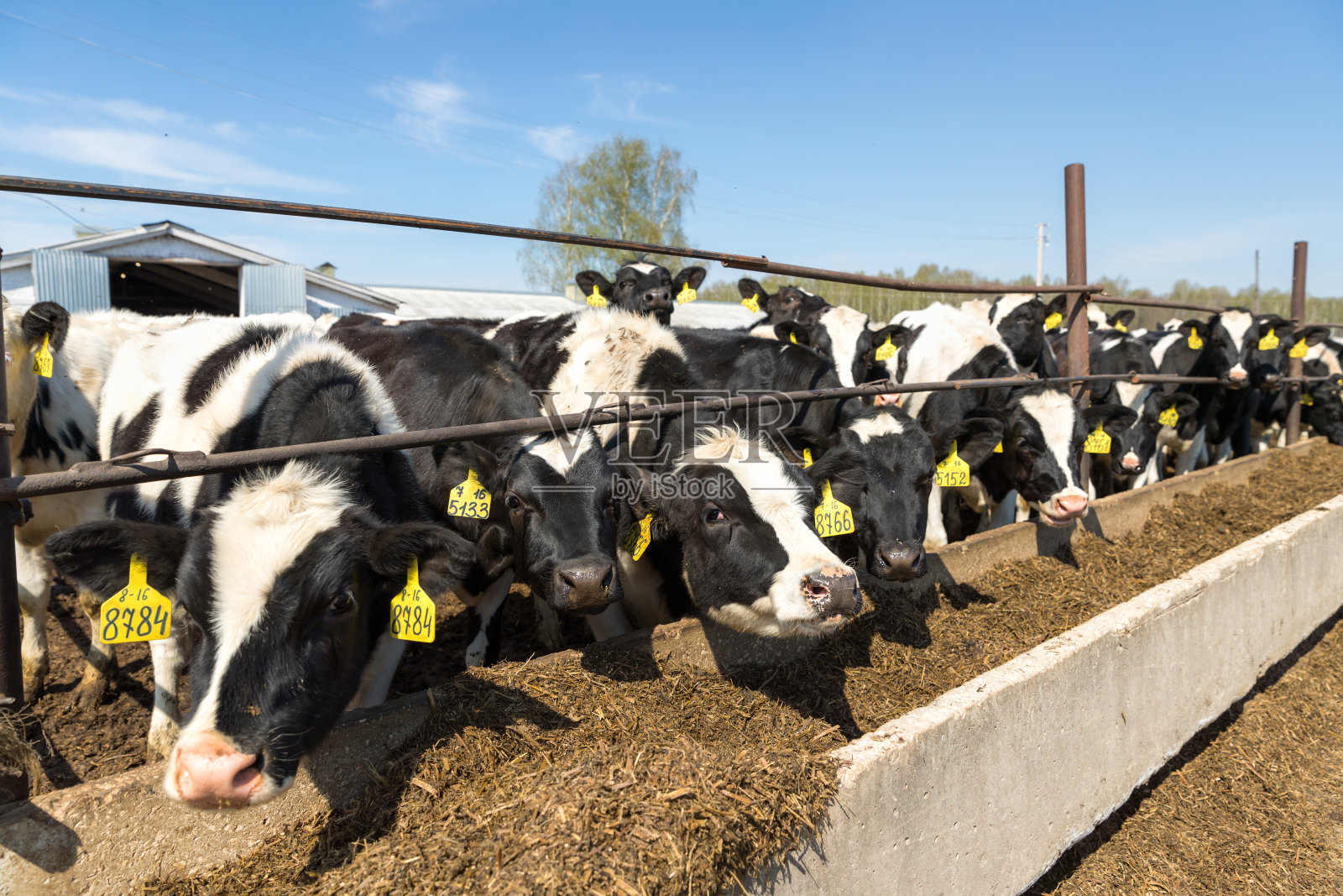 美女摆造型照片摄影图片