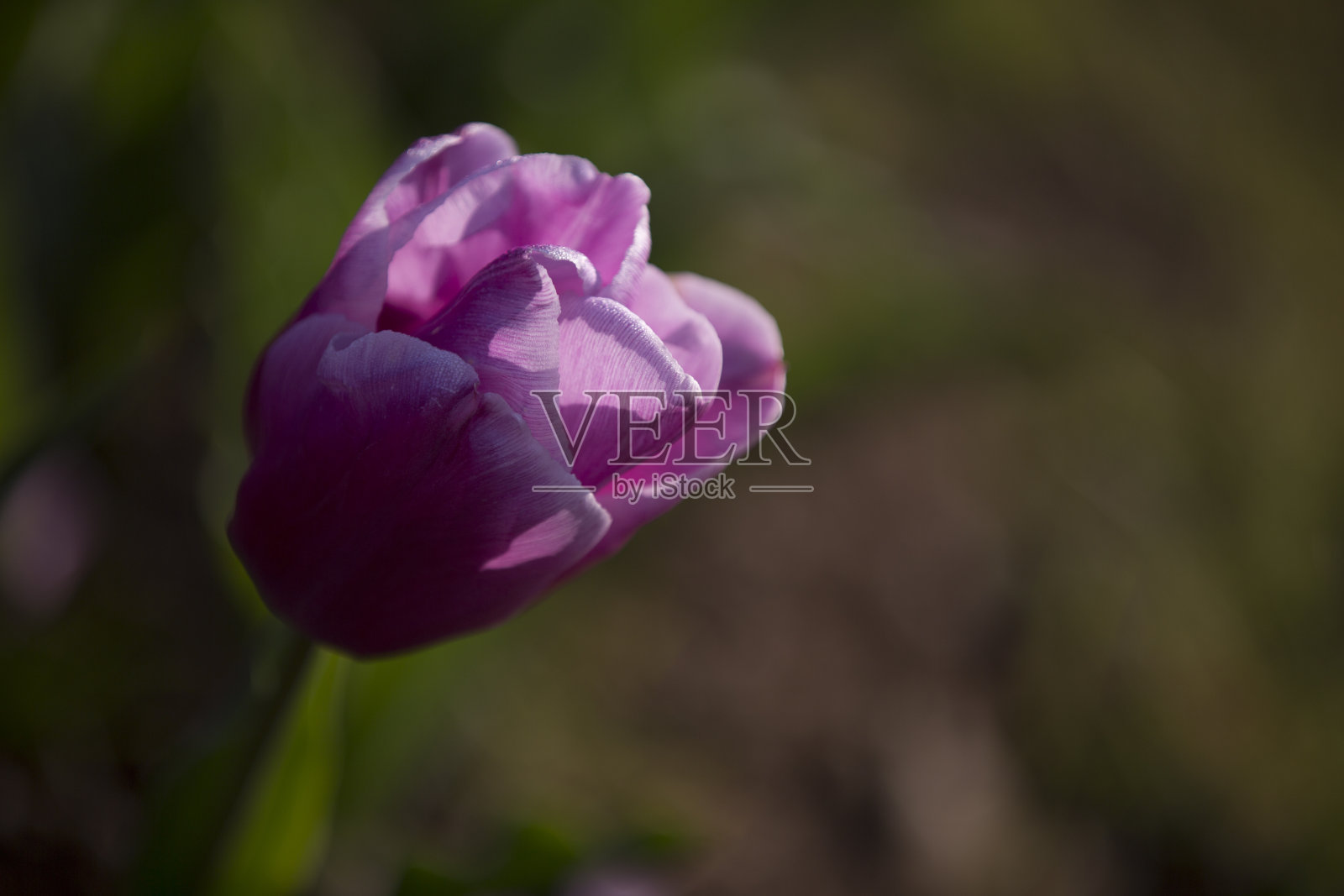 郁金香。一束漂亮的郁金香。色彩鲜艳的郁金香。春天的郁金香，五颜六色的郁金香照片摄影图片