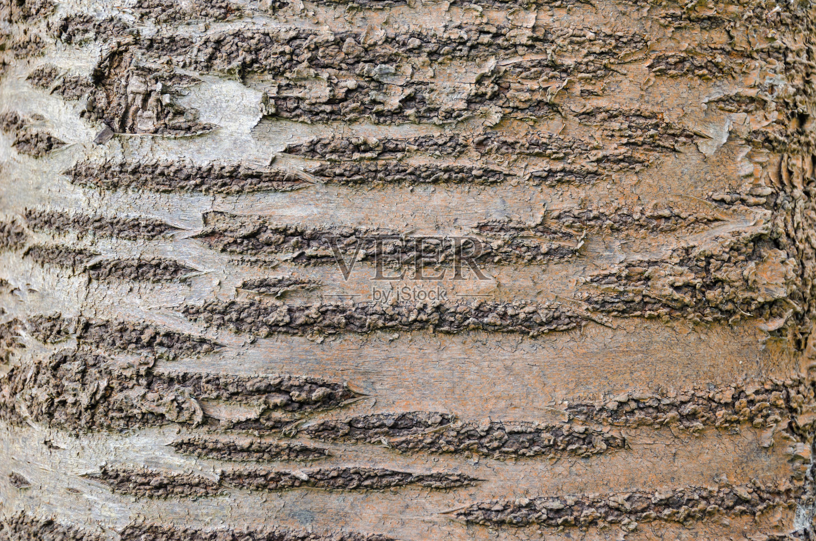 甜樱桃树的树皮照片摄影图片