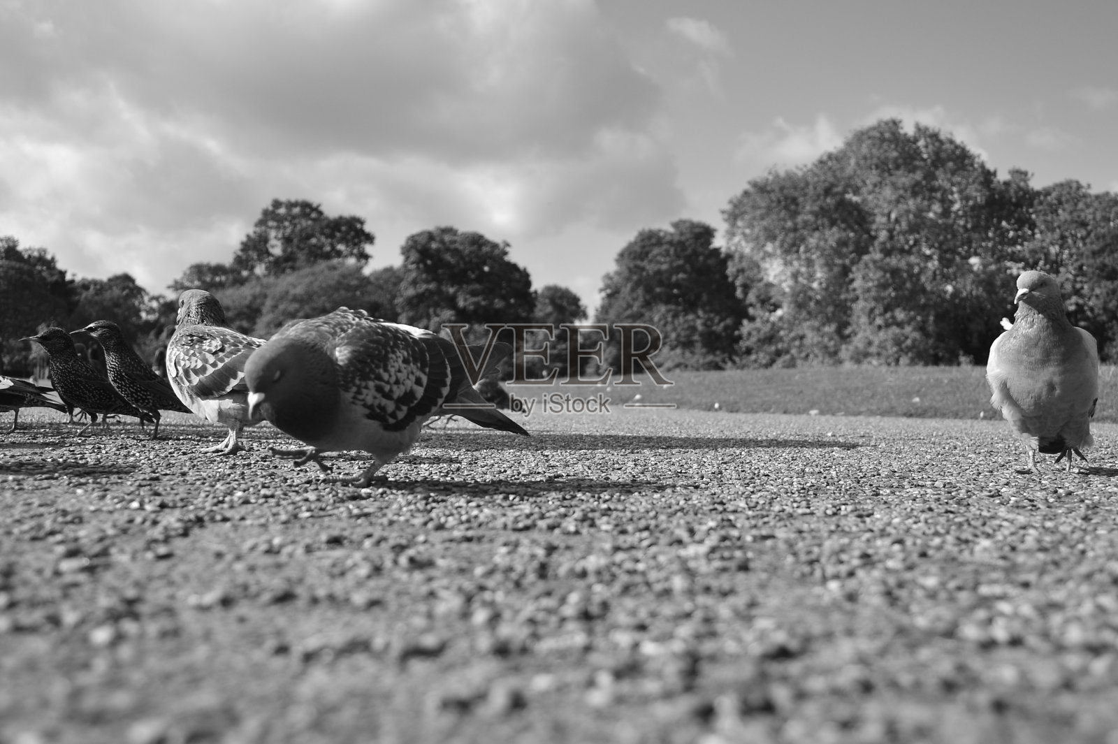 公园小路上的鸽子照片摄影图片