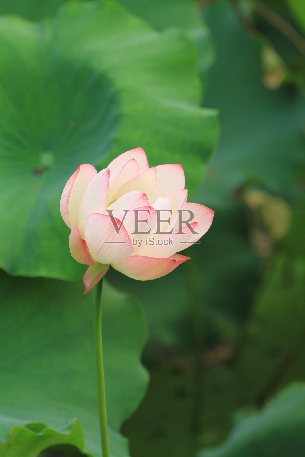 荷花开花。自然背景照片摄影图片