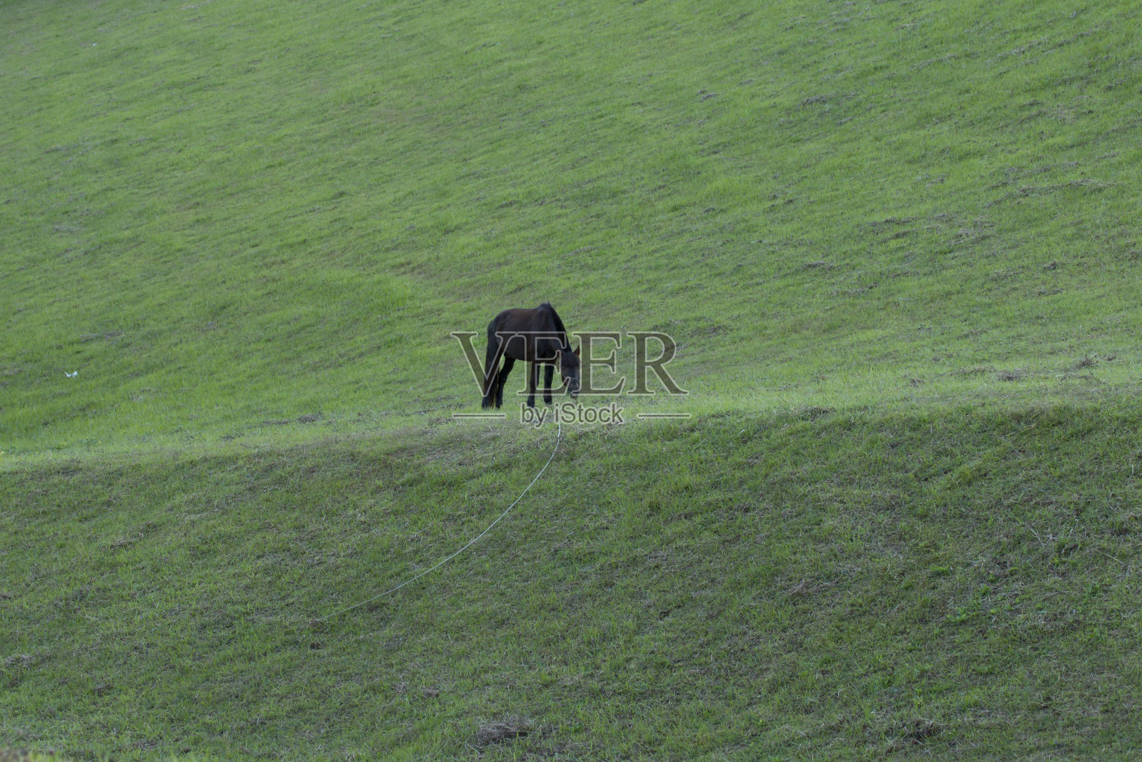 黑马站在草地上照片摄影图片