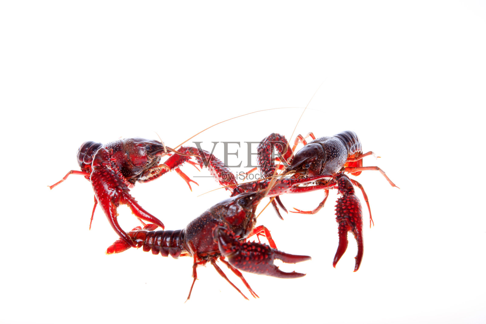 小龙虾，白色背景，特写照片摄影图片