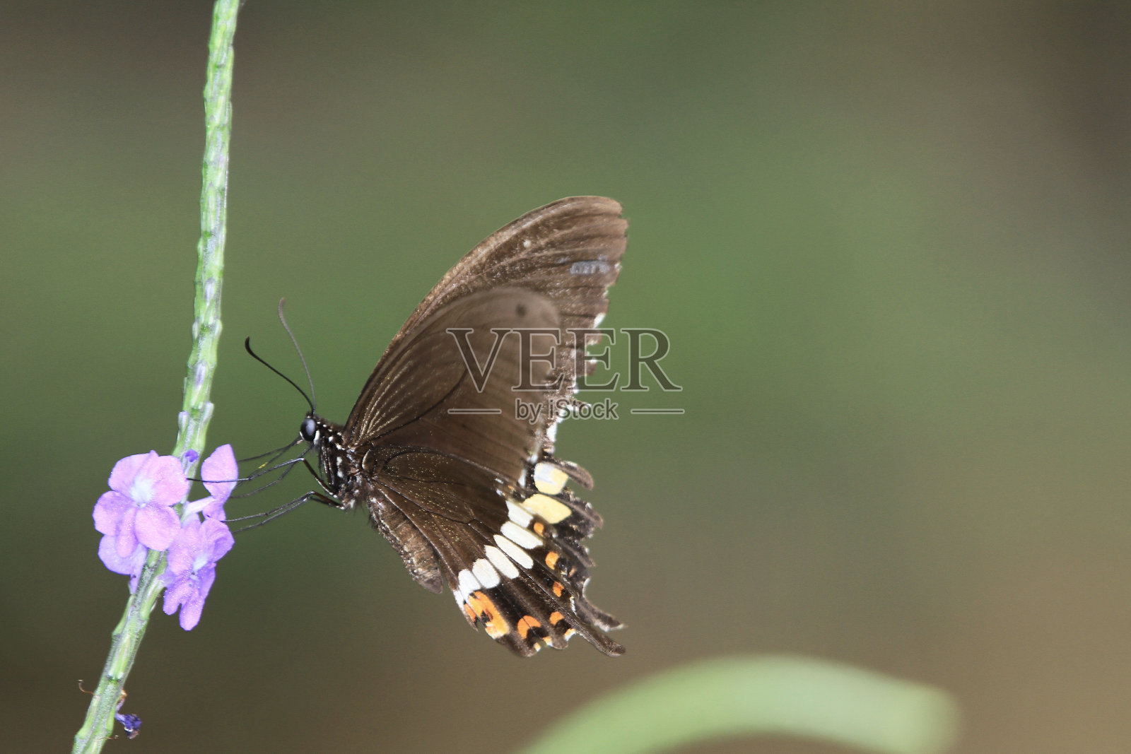 蝴蝶靠近花照片摄影图片