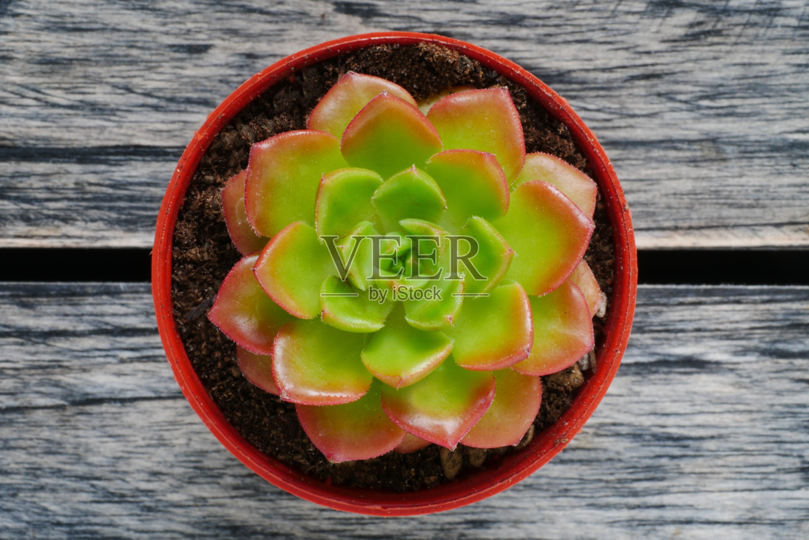 俯视图可爱的绿色和红色多肉植物近距离在木制桌子的背景。照片摄影图片