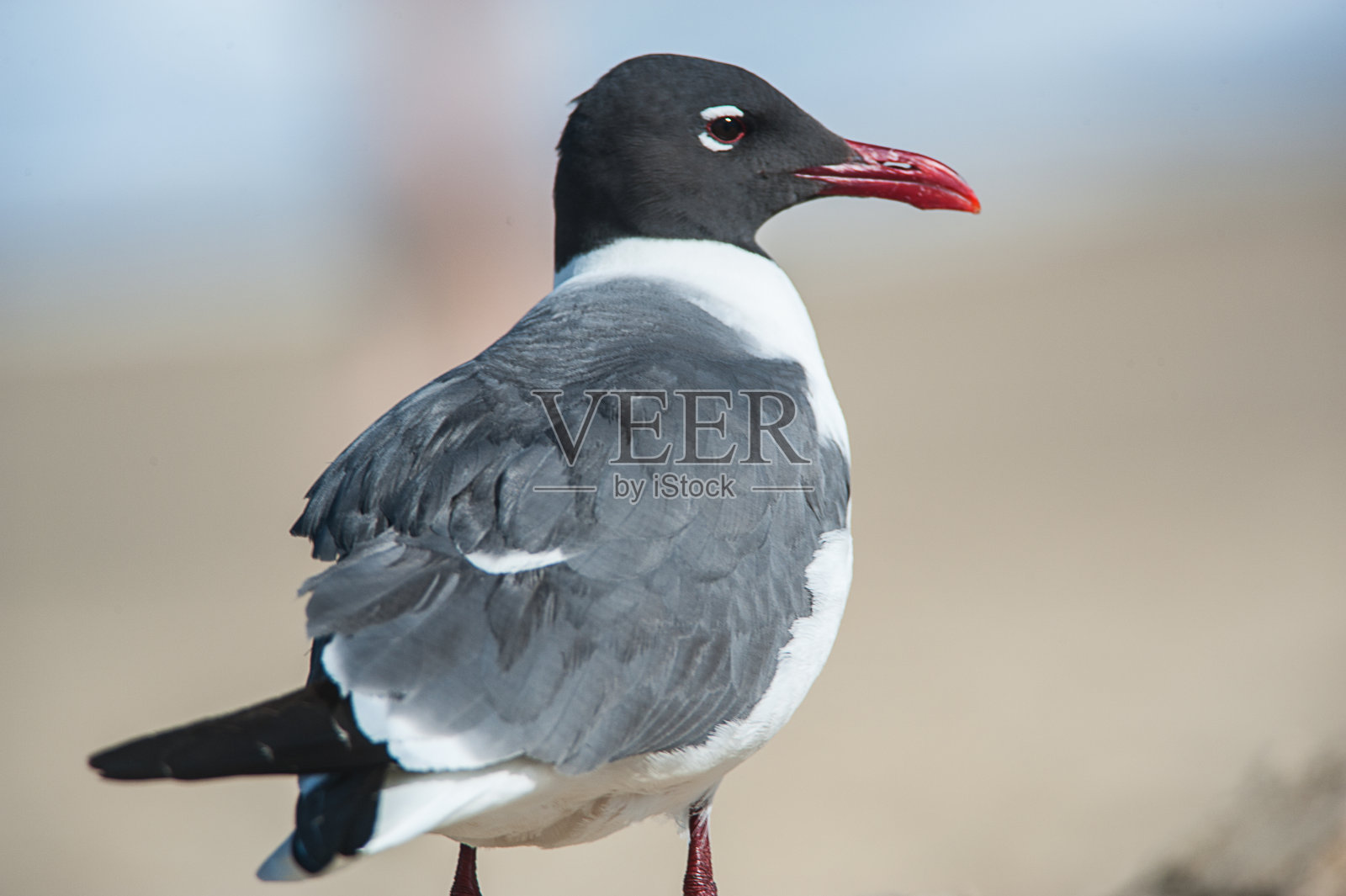 海滩鸟和冲浪照片摄影图片