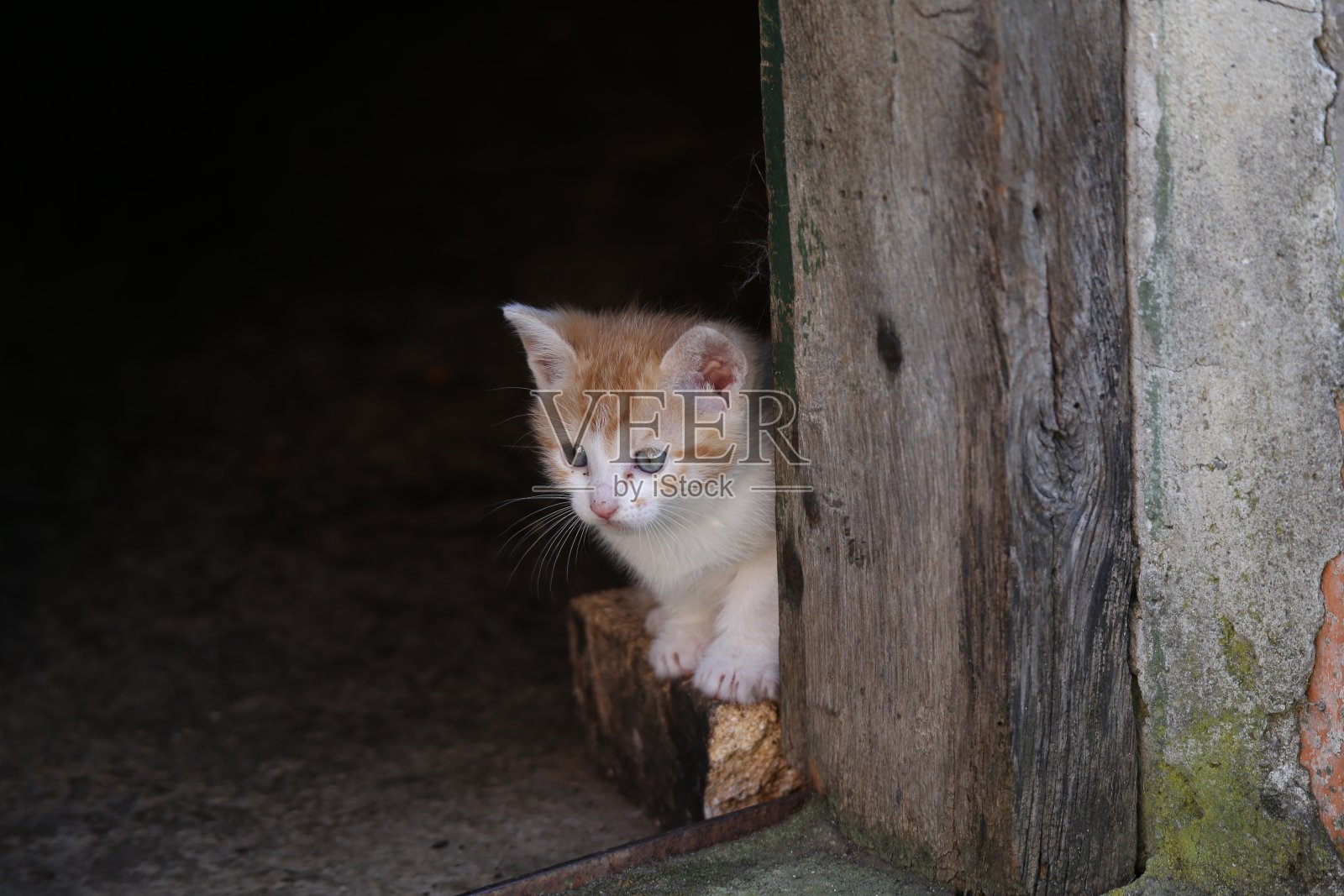 小猫照片摄影图片