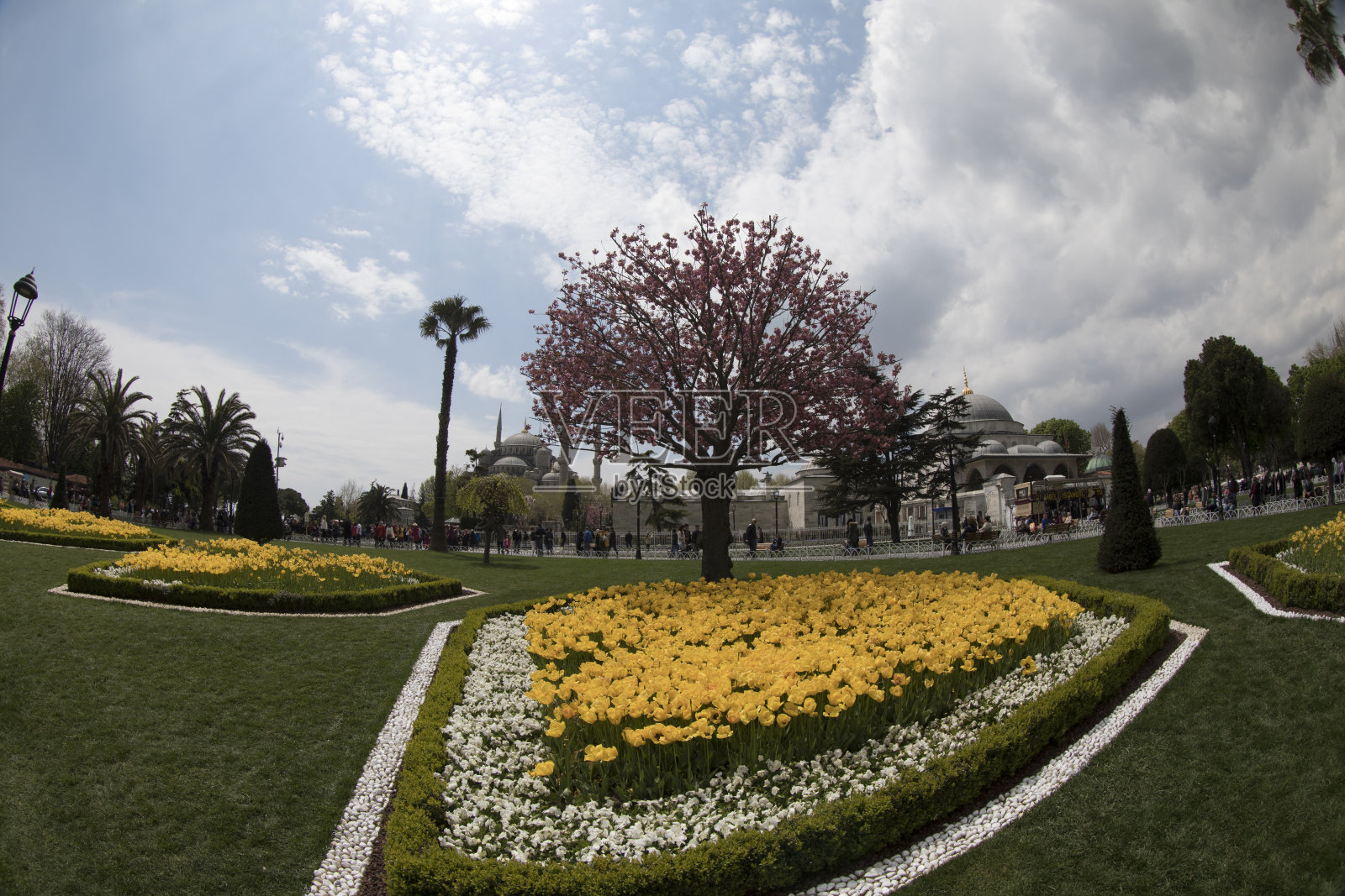 苏丹艾哈迈德的郁金香节照片摄影图片