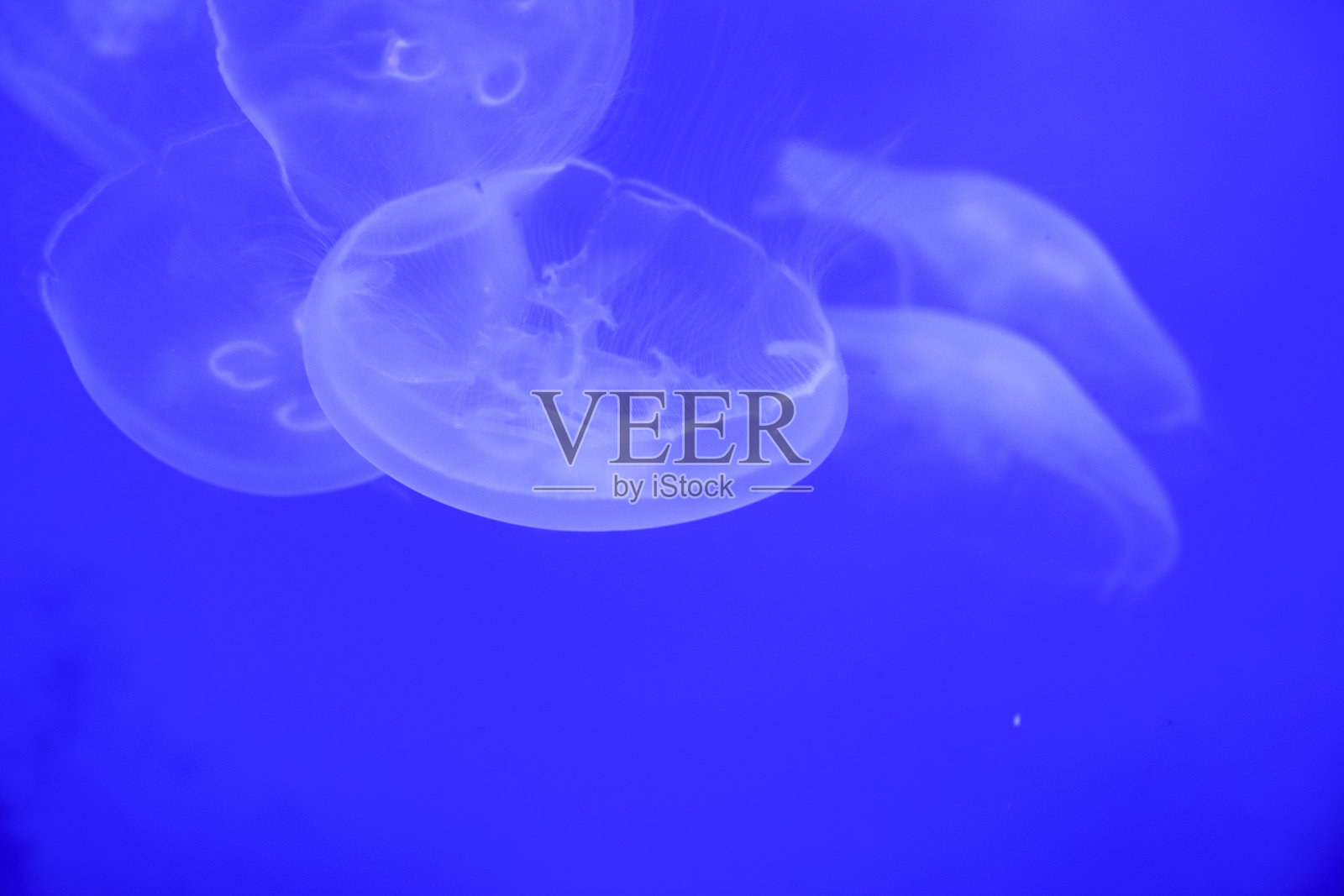 在蓝色背景下的水族馆里照片摄影图片