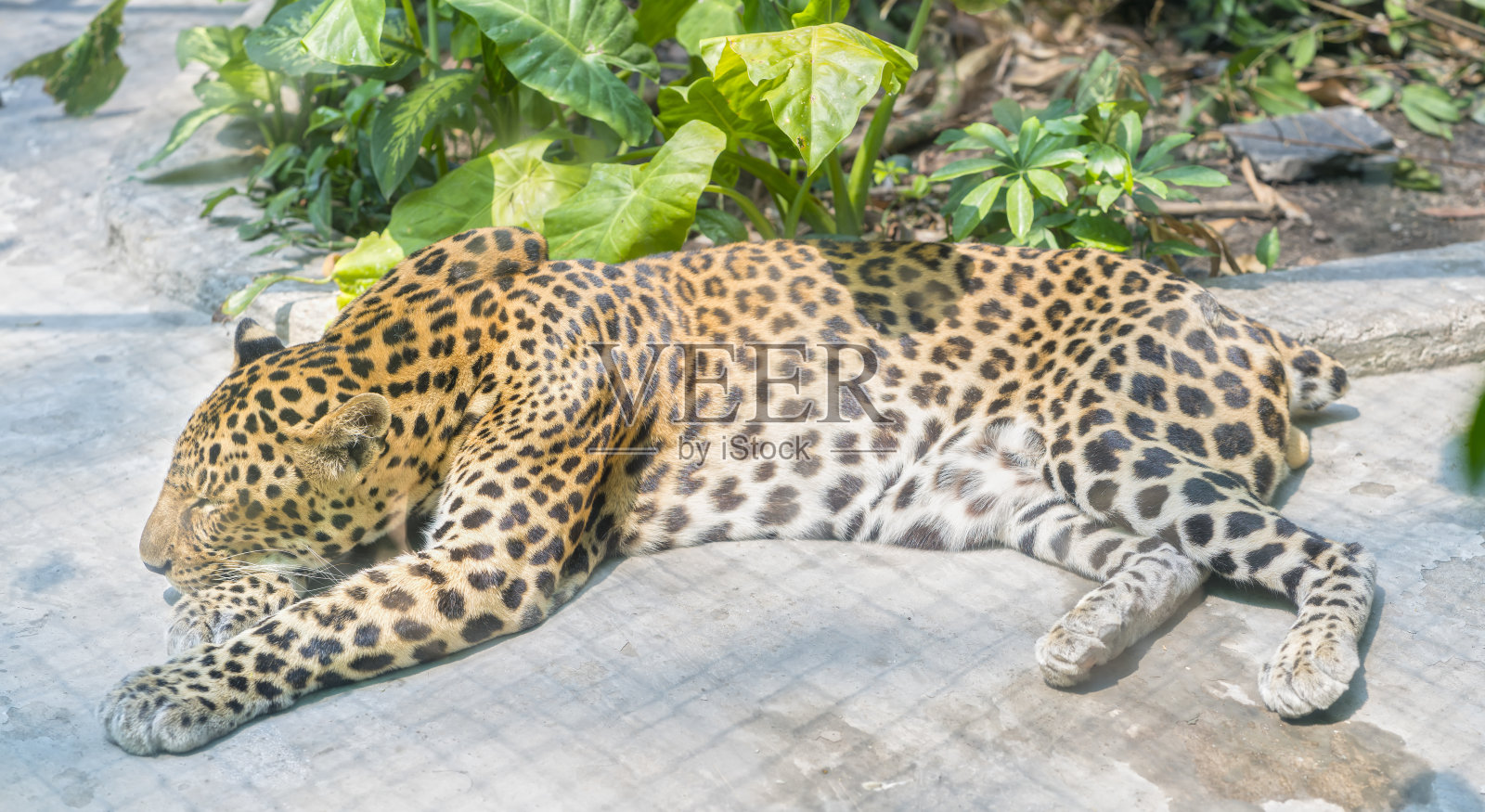 小老虎穿着漂亮的毛皮在动物园里睡觉照片摄影图片