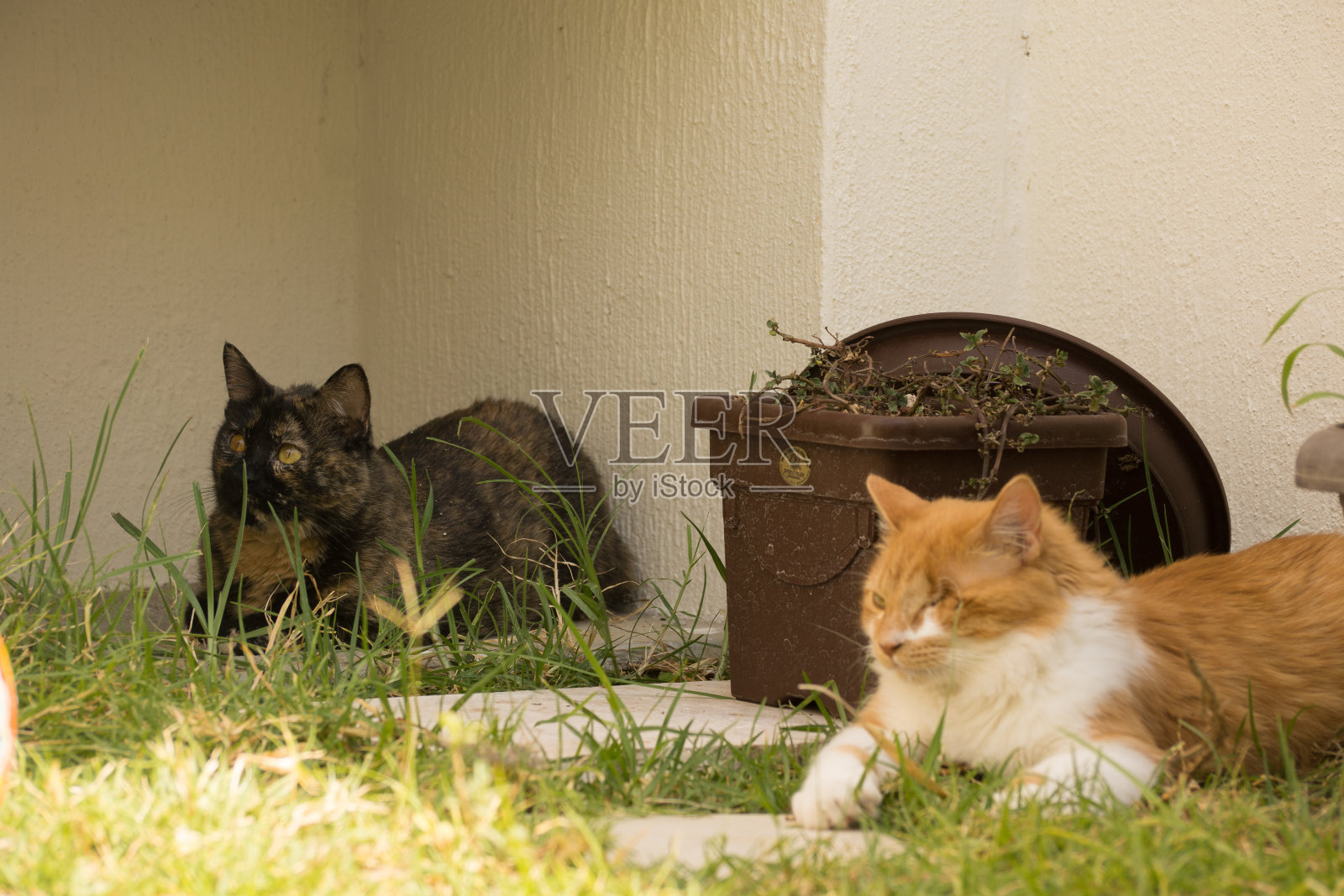 猫在花园里的肖像照片摄影图片