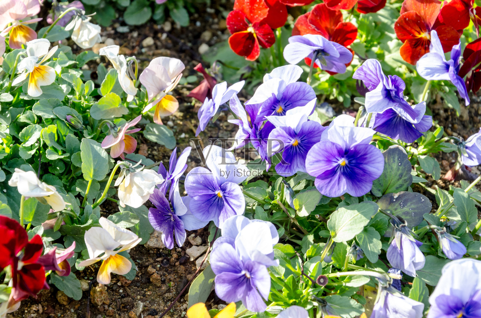 花园里有紫色的花照片摄影图片