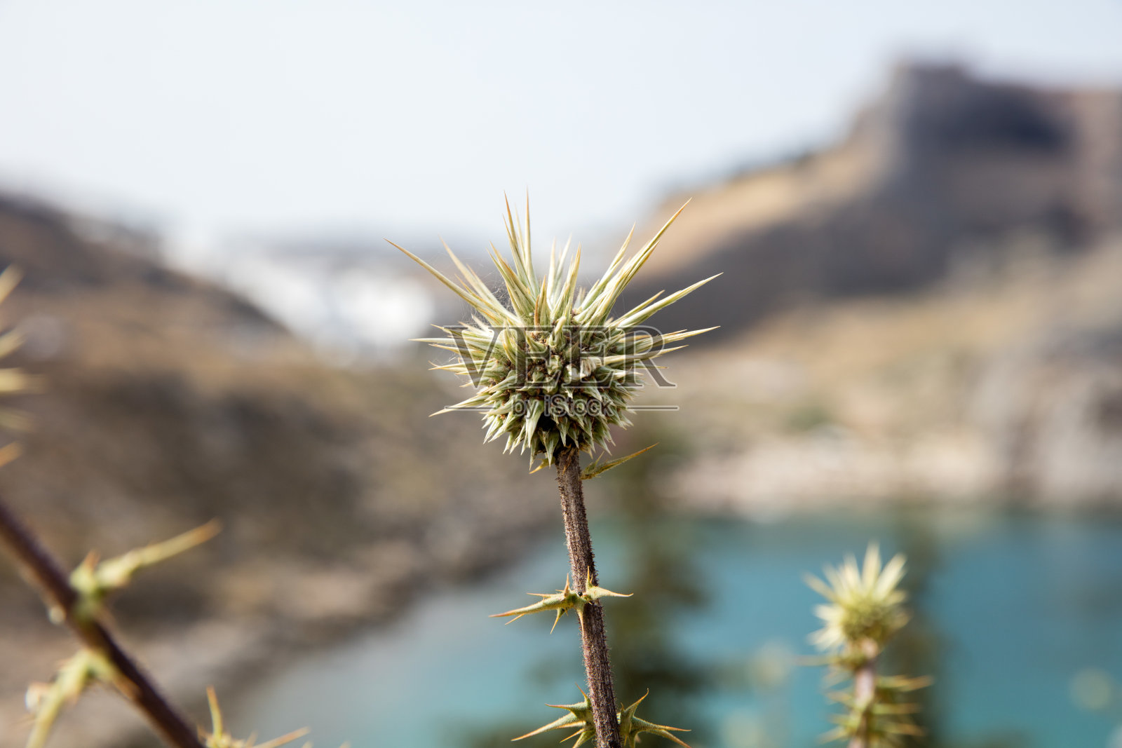 植物照片摄影图片