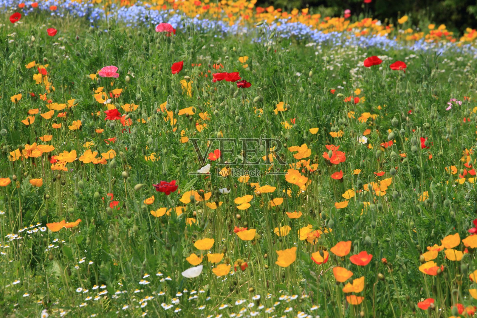 罂粟照片摄影图片