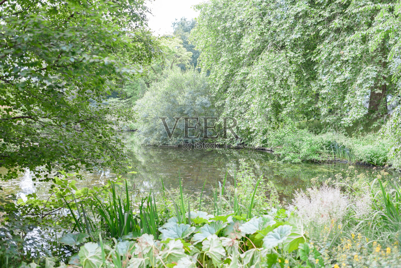白金汉宫花园中的湖泊照片摄影图片
