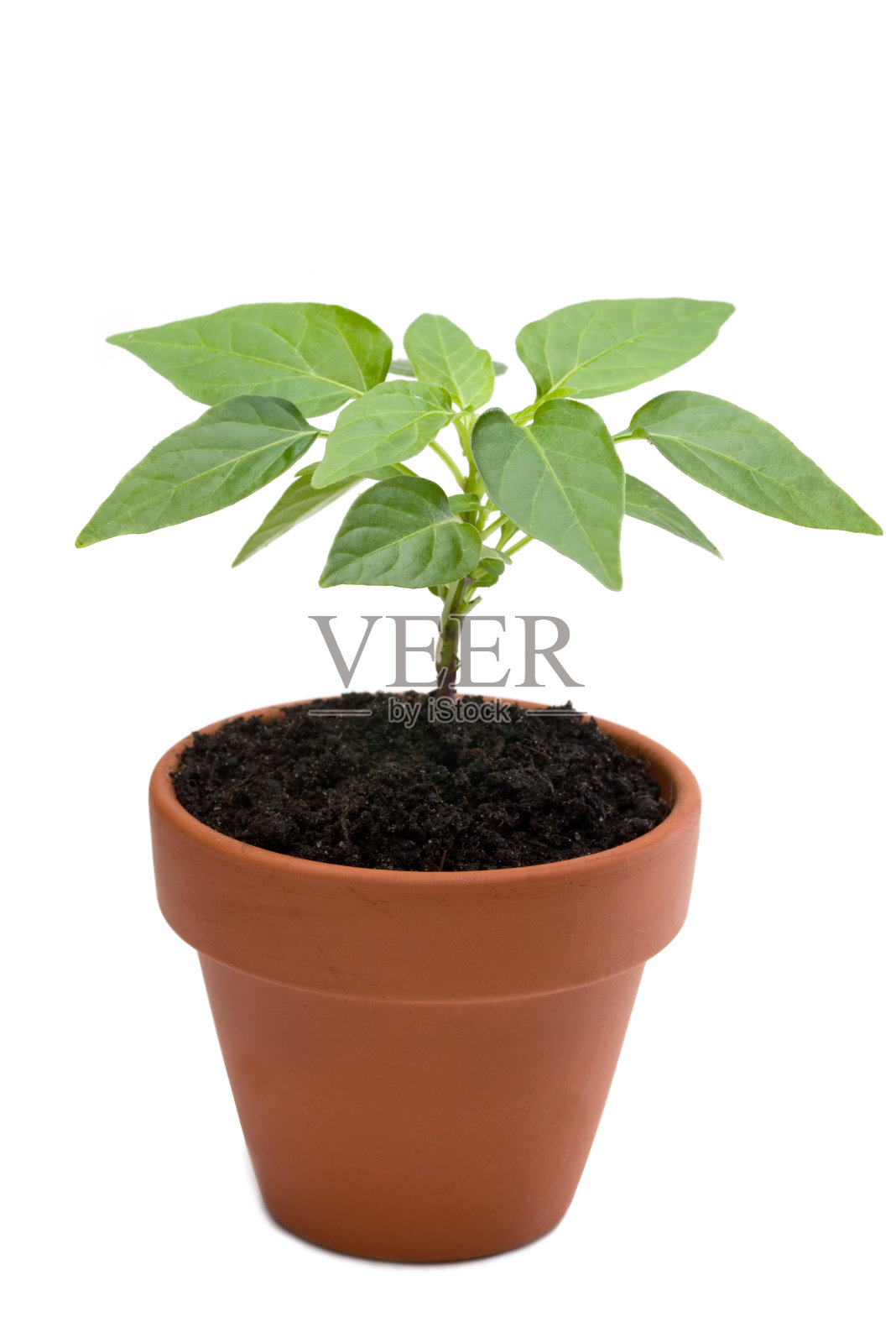 在白色背景上孤立的年轻辣椒植物照片摄影图片