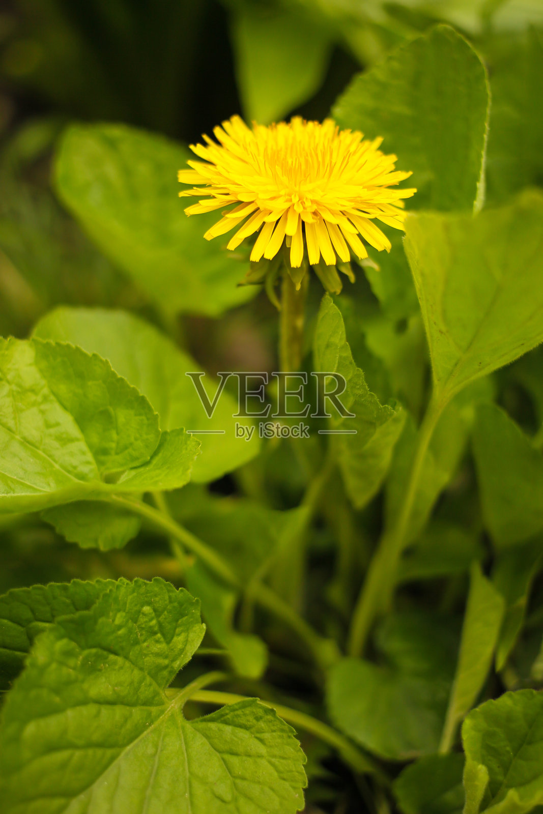 黄色的蒲公英在绿色的叶子照片摄影图片