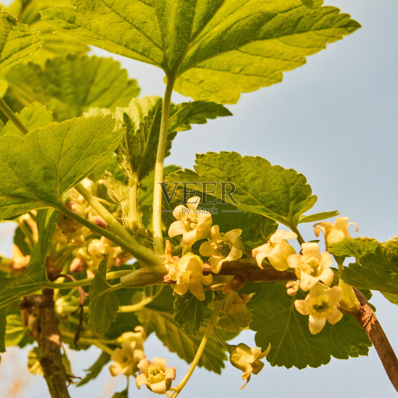 春天在西伯利亚，黑醋栗照片摄影图片