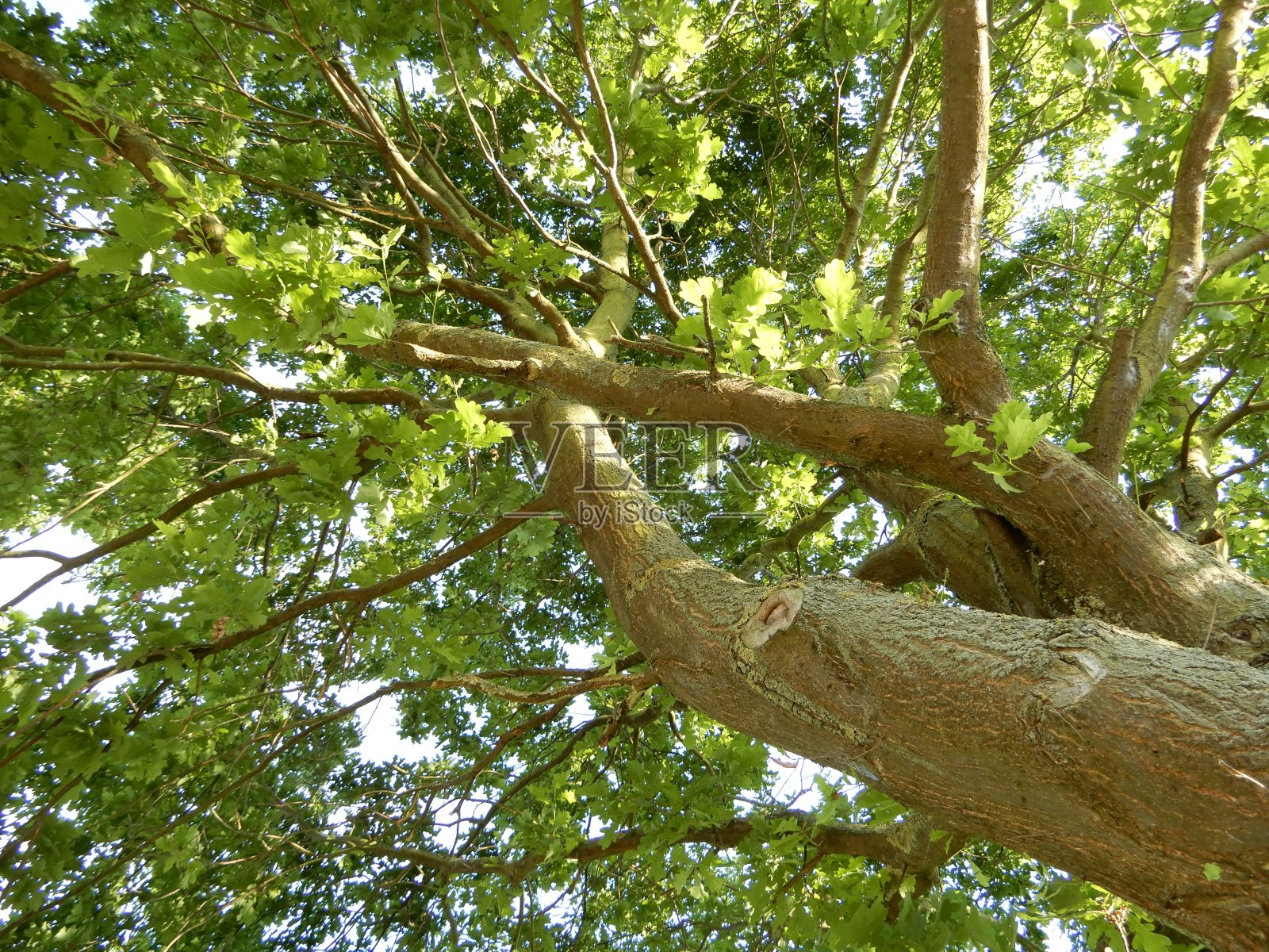 橡木缝和冠照片摄影图片
