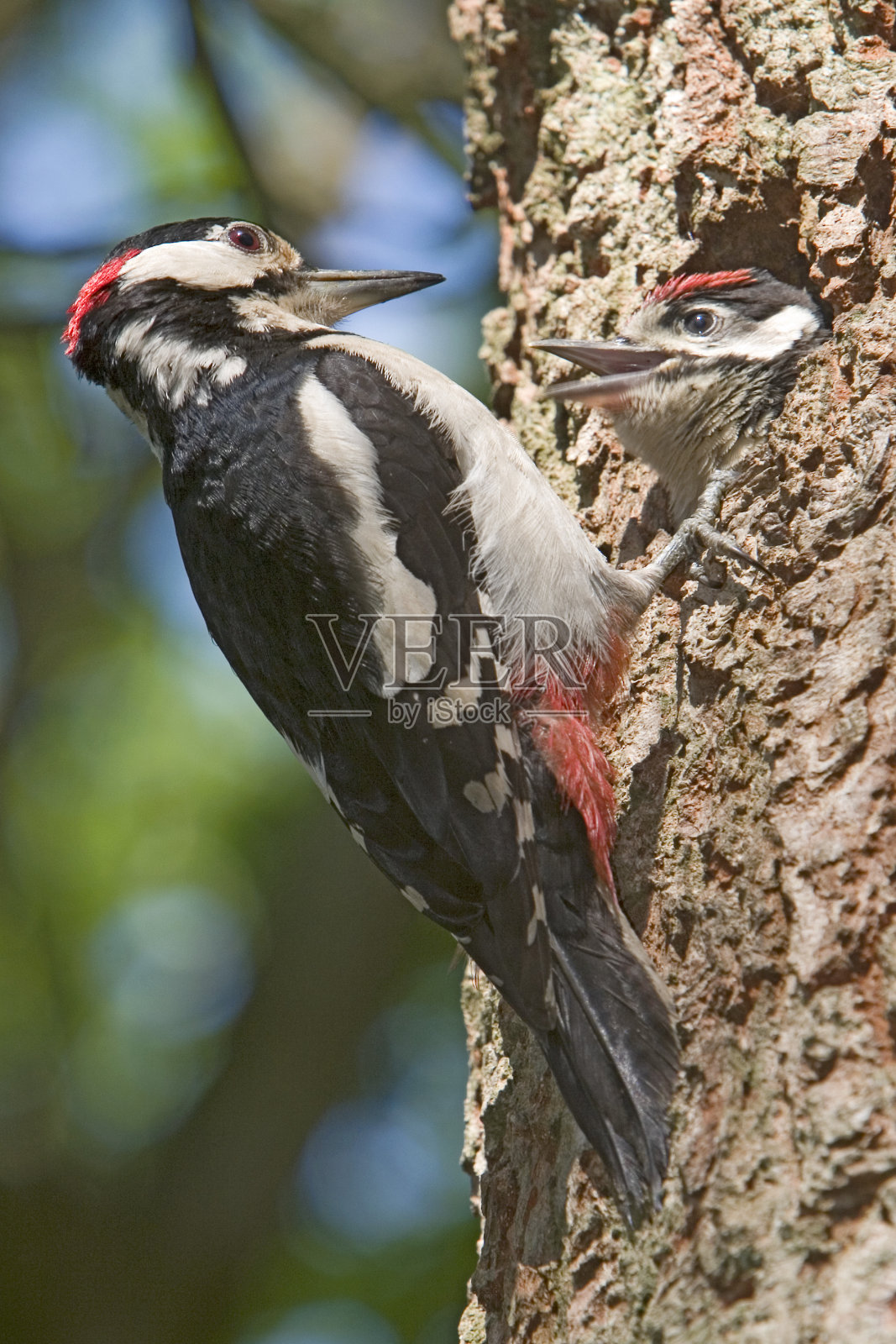 大斑点啄木鸟照片摄影图片