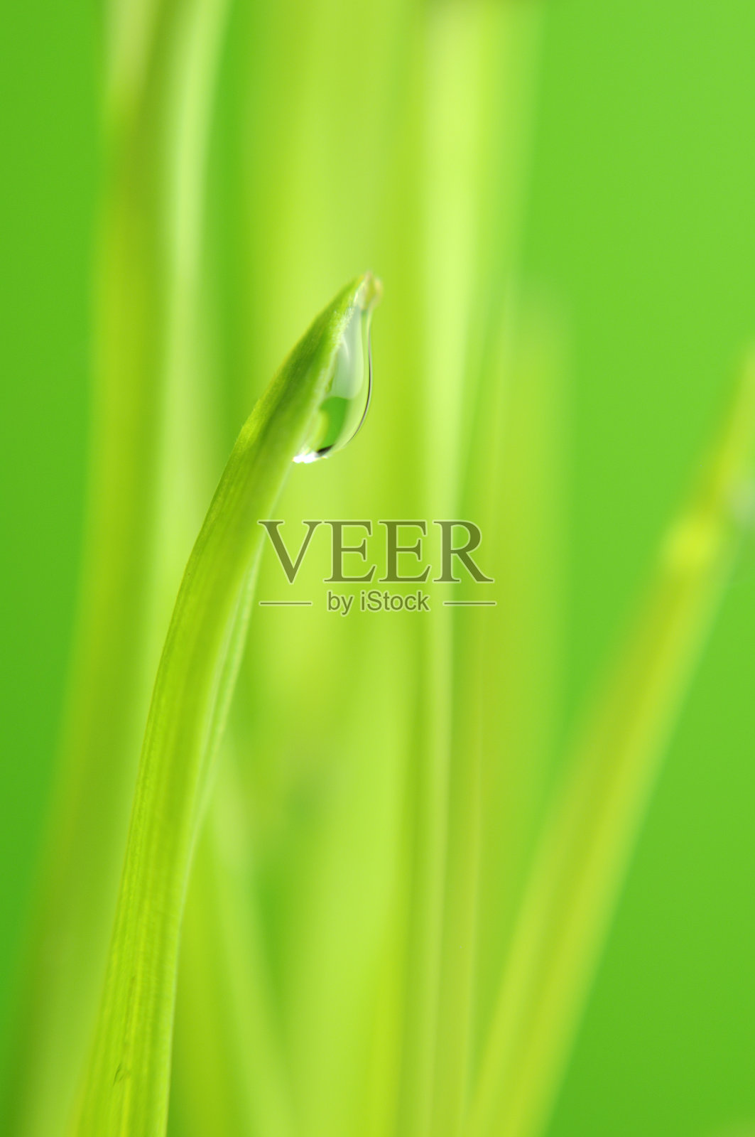 绿草上的露珠照片摄影图片