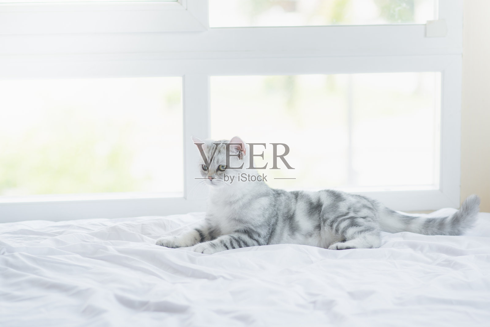 猫躺在白色的床上照片摄影图片