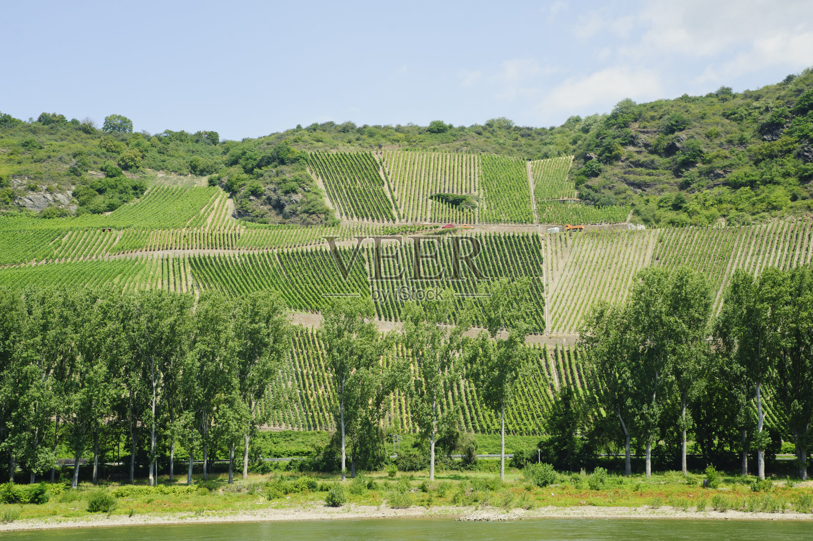 白葡萄在绿色的葡萄园在莱茵河山谷照片摄影图片