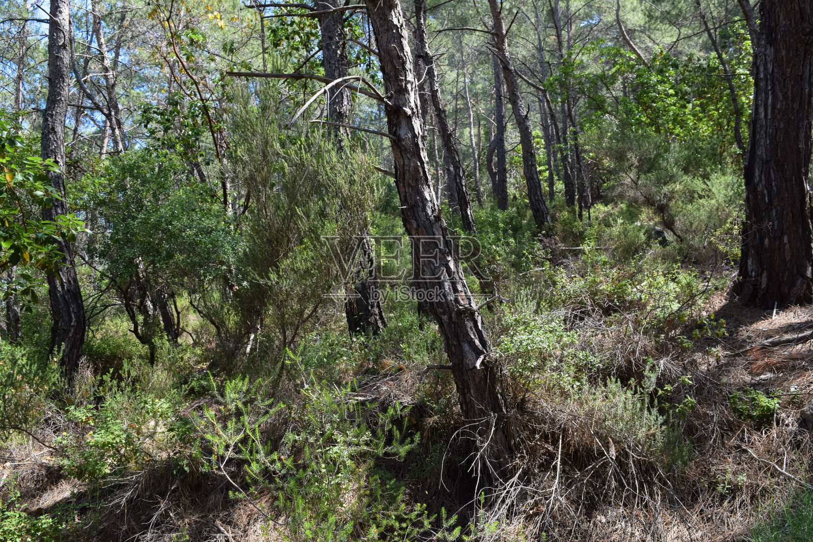 植物的土耳其。克姆地区自然。Calis Tepe(山)小径。小亚细亚特有的松林照片摄影图片