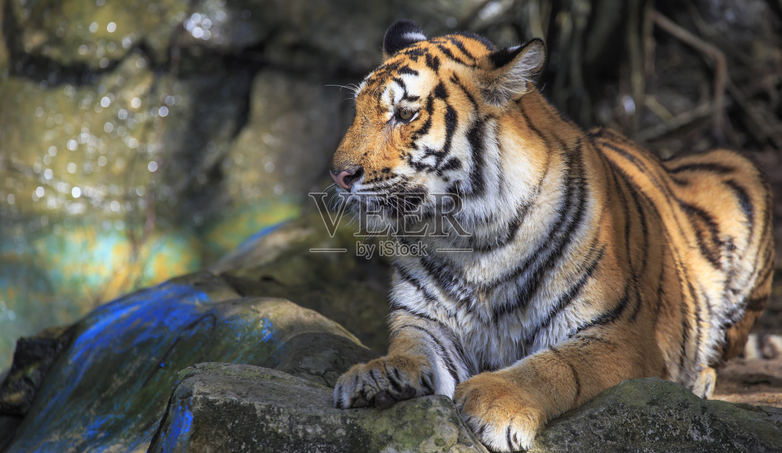 老虎的特写照片摄影图片