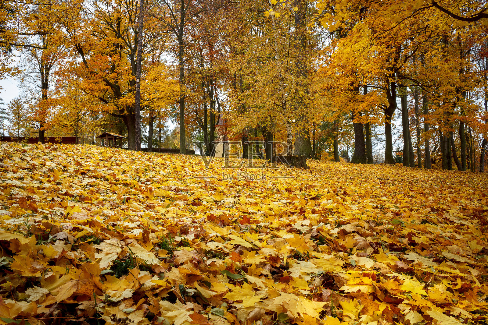 秋天的静物与黄色的枫叶照片摄影图片