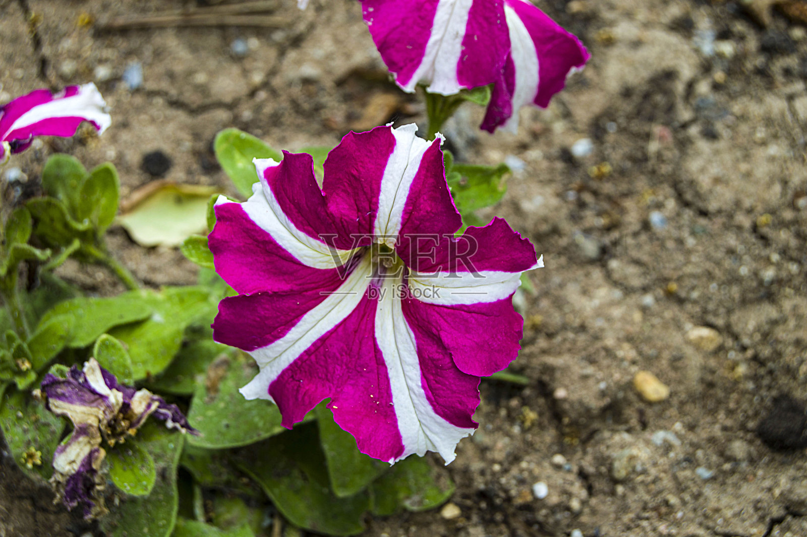 人行道、观赏花卉、自然色花卉、城市观赏花卉、石头之间的花卉照片摄影图片