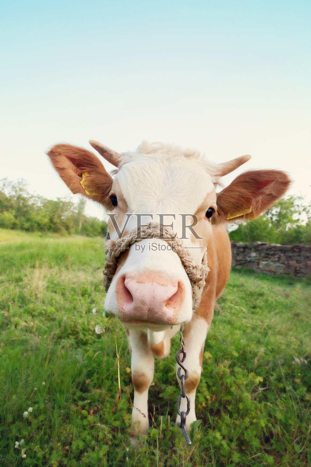 草地上的牛照片摄影图片