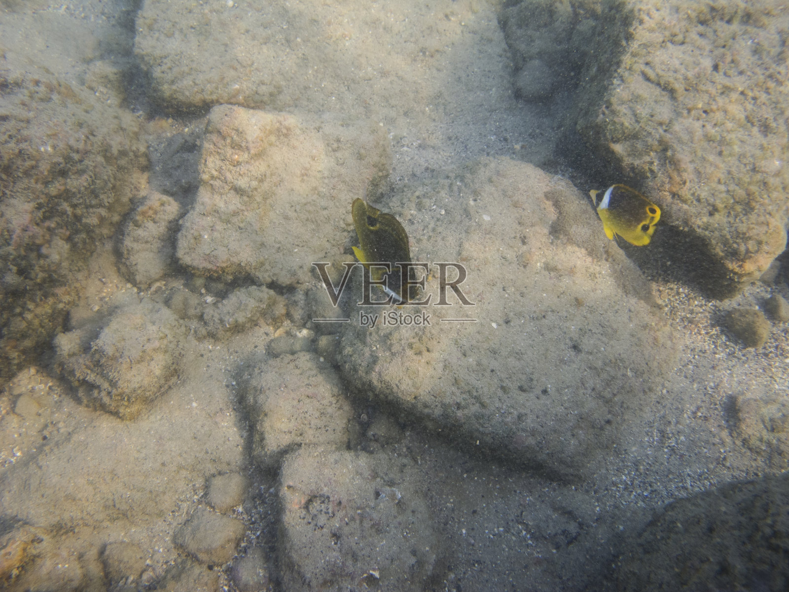 浣熊蝴蝶鱼照片摄影图片