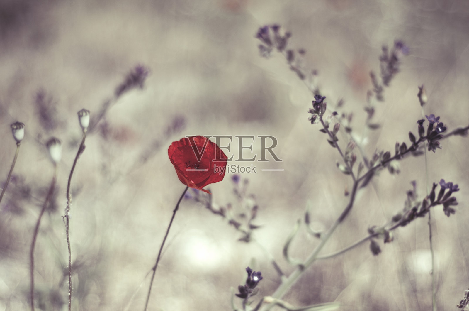 花照片摄影图片