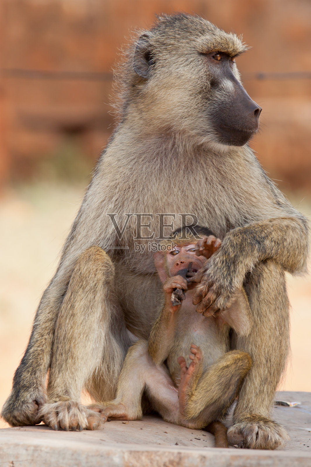 狒狒的妈妈和宝宝照片摄影图片