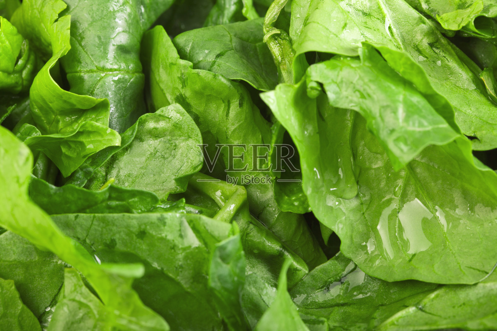 菠菜照片摄影图片