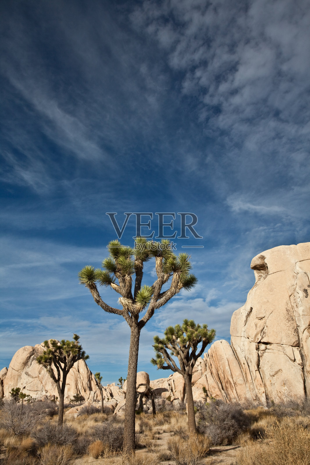 约书亚树国家纪念碑照片摄影图片