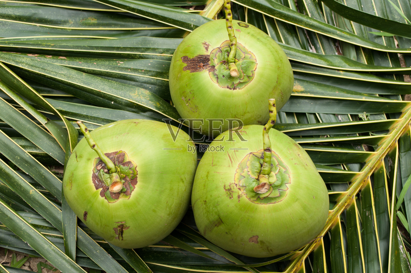 棕榈叶背景上的绿色椰子照片摄影图片