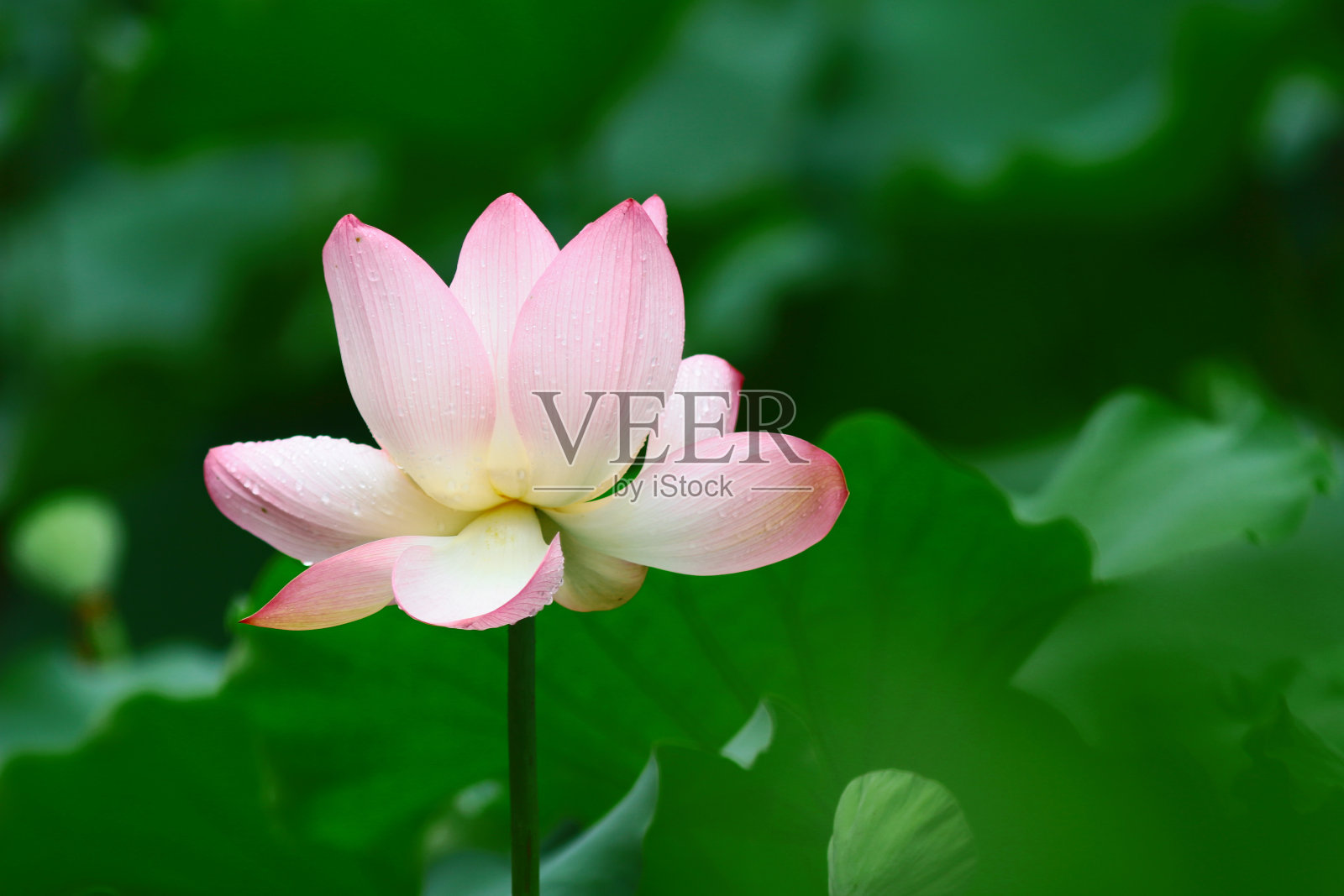 粉红色的荷花和绿色的叶子合上了照片摄影图片