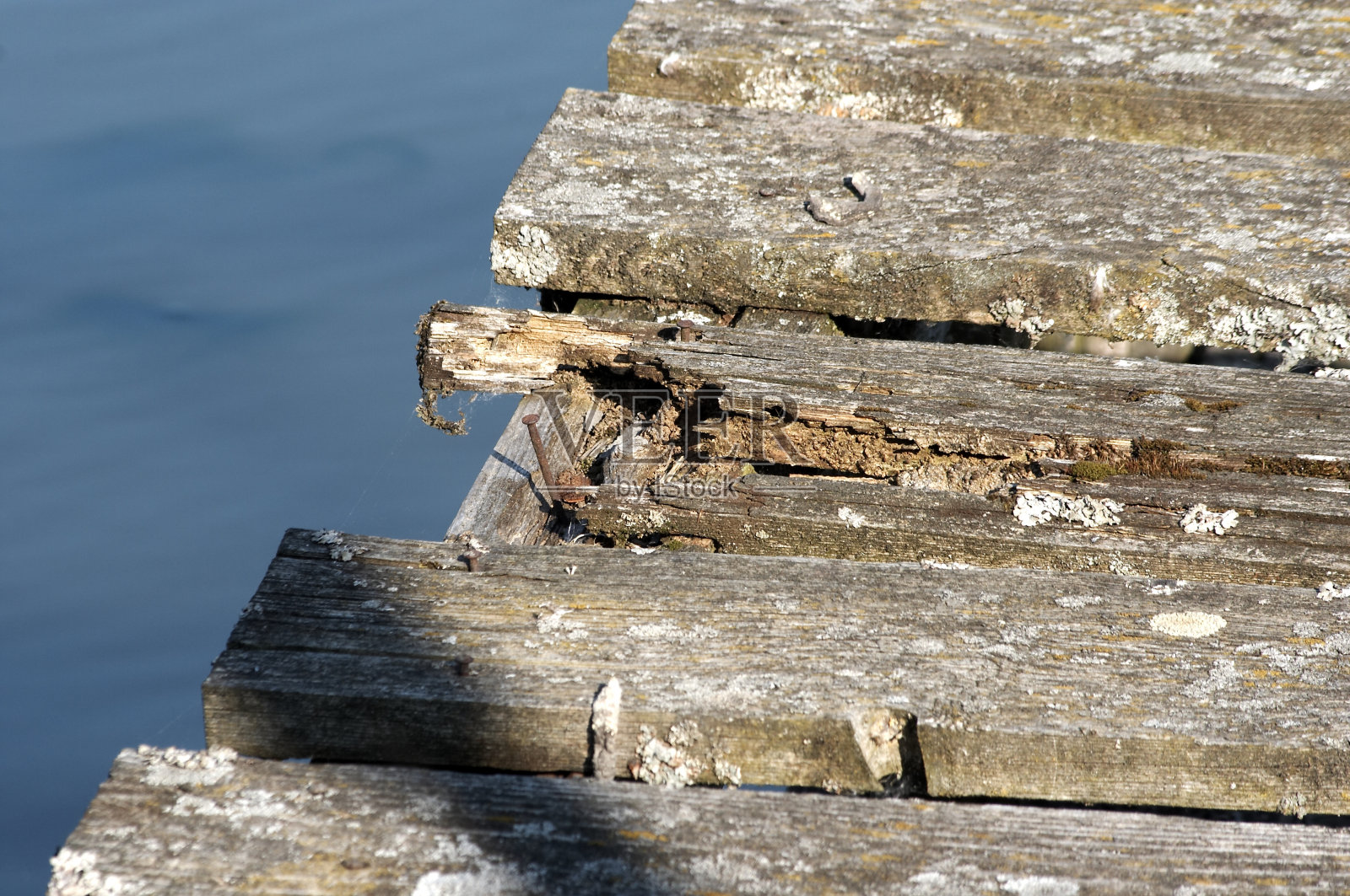 那里玫瑰照片摄影图片